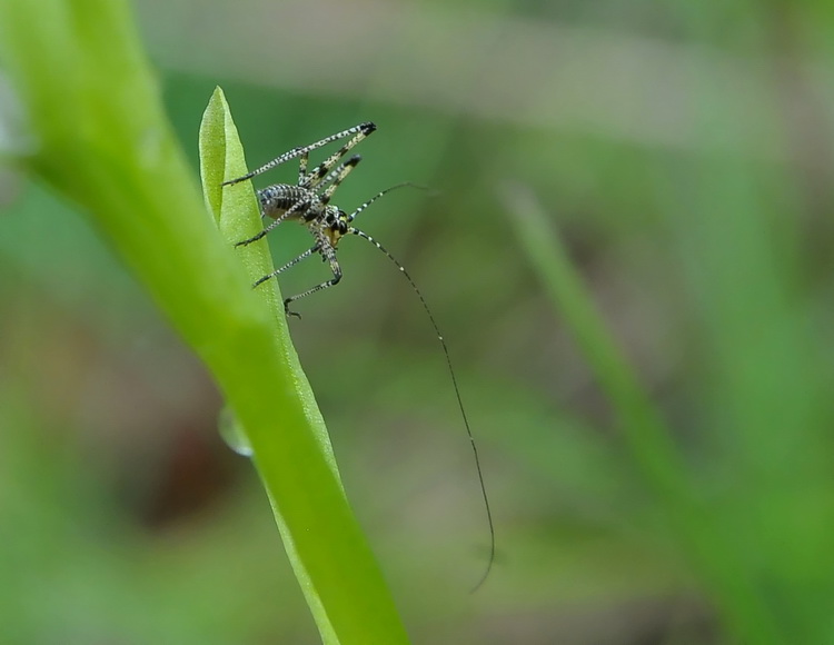 Che antenne lunghe..... Phaneroptera sp.